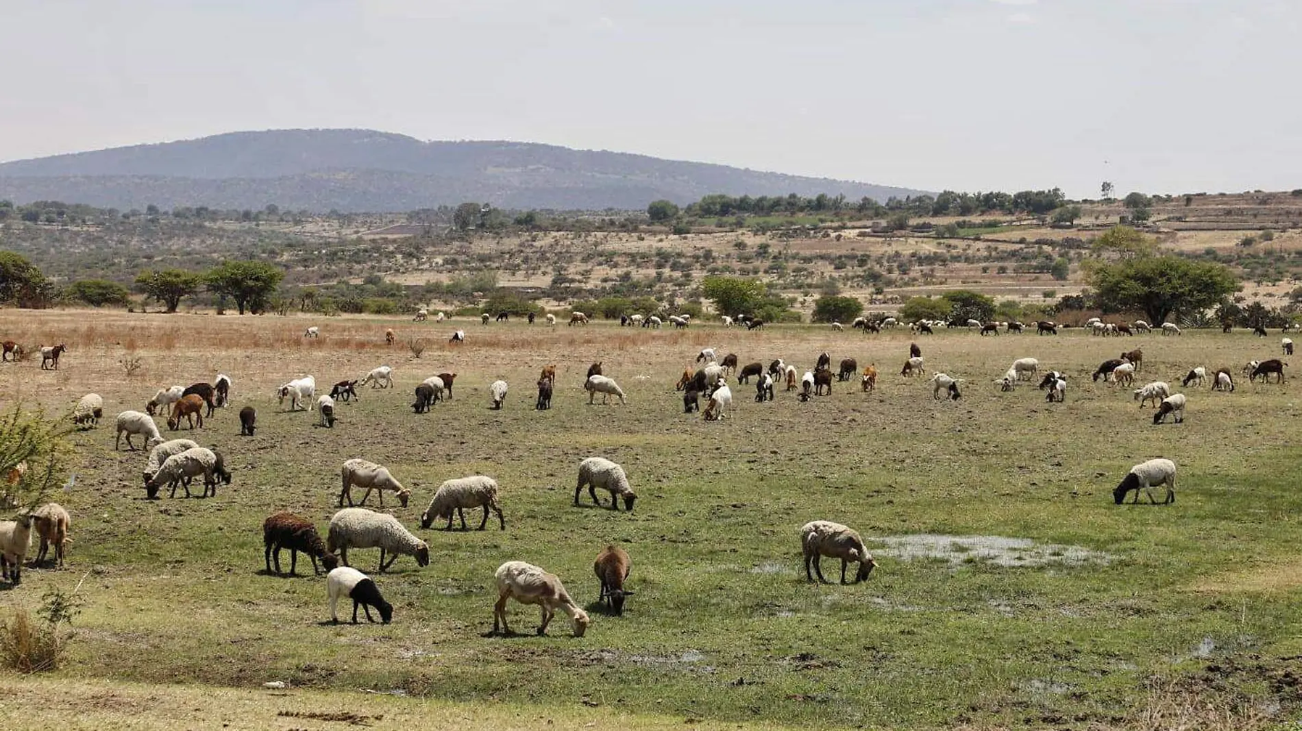 SEGURO CAMPO F BEG (1)